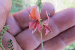 Indigofera heterotricha