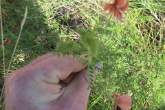 Indigofera heterotricha