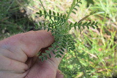 Indigofera heterotricha