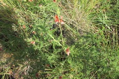 Indigofera heterotricha