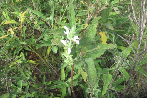Image of Salvia disermas by (c) James Deacon, some rights reserved (CC BY-SA)