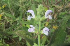 Salvia disermas
