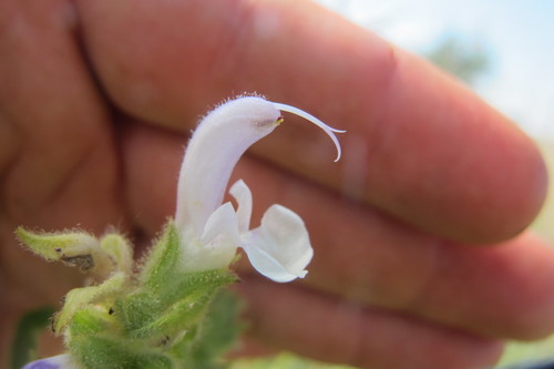 Image of Salvia disermas by (c) James Deacon, some rights reserved (CC BY-SA)