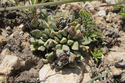 Aloinopsis orpenii (N.E.Br.) L.Bolus