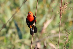 Amblyramphus holosericeus
