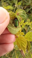 Leucocelis haemorrhoidalis