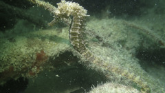 Barbour's Seahorse photo 2