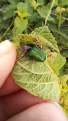 Leucocelis haemorrhoidalis