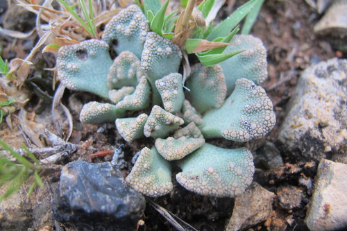 Titanopsis calcarea