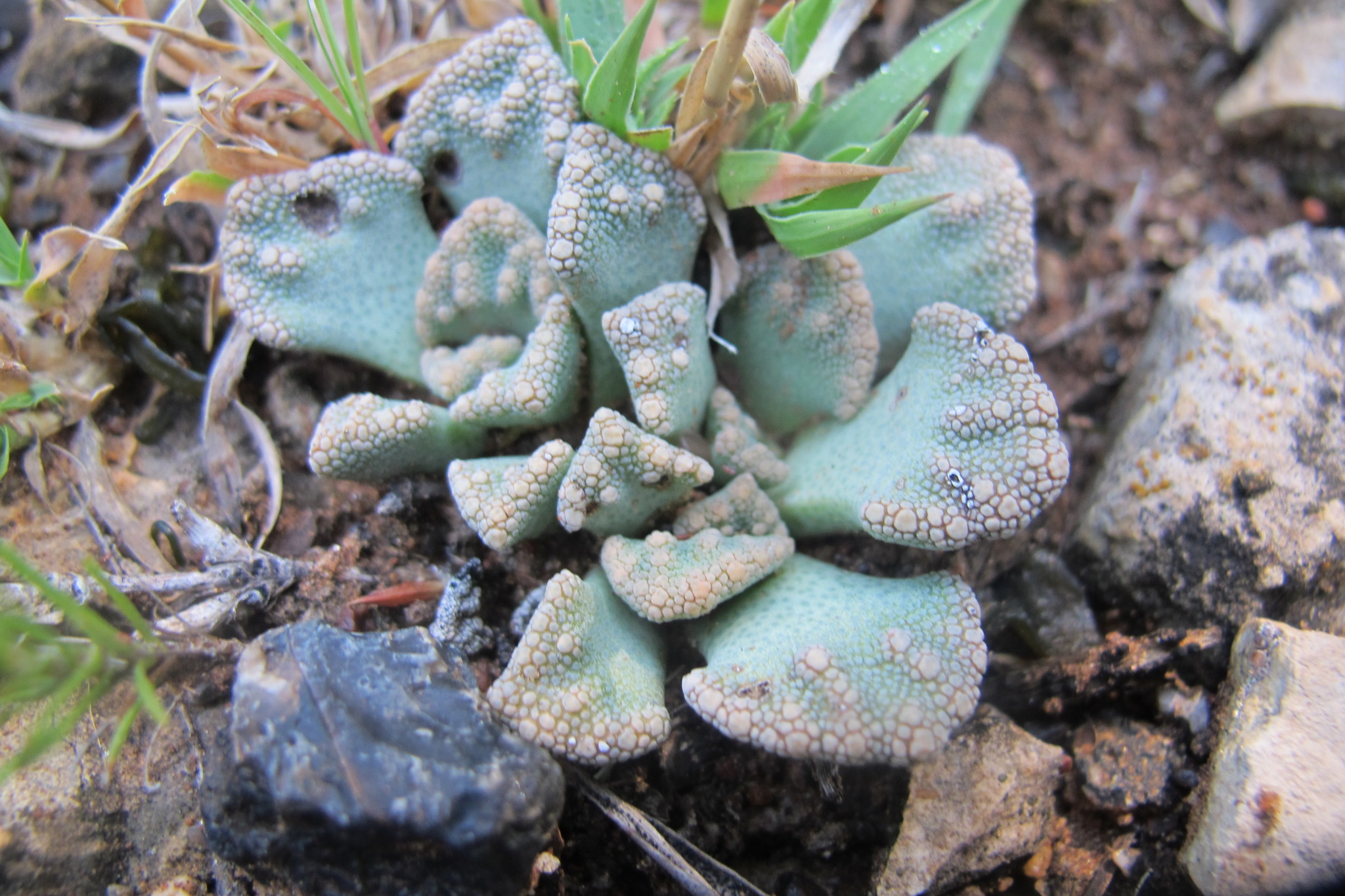 Titanopsis luederitzii