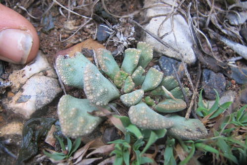 Titanopsis calcarea