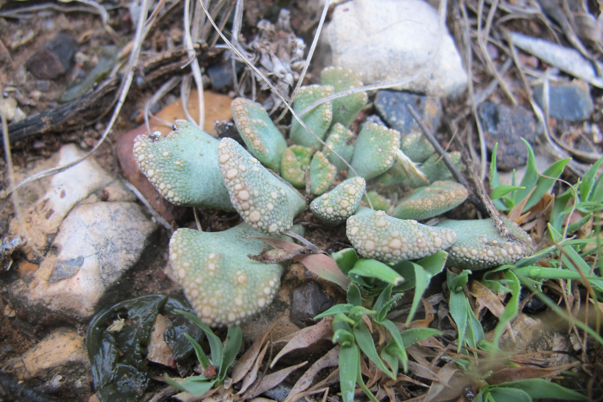 Titanopsis luederitzii 2