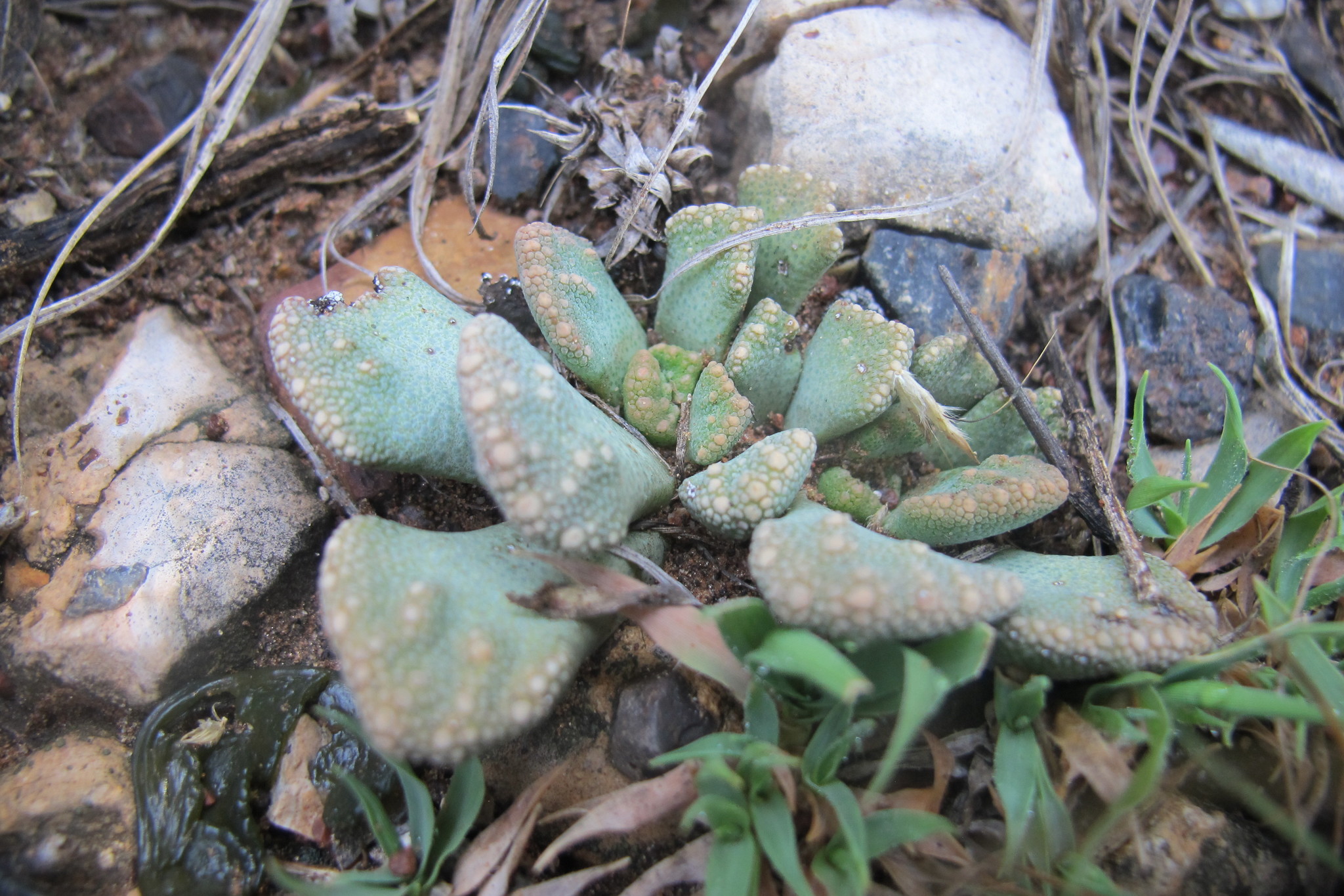 Titanopsis luederitzii 3