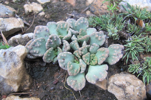 Titanopsis calcarea