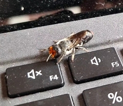 Megachile aurifrons