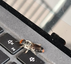 Megachile aurifrons