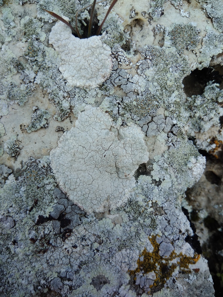 Diploschistes candidissimus