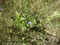 Gentiana spathacea