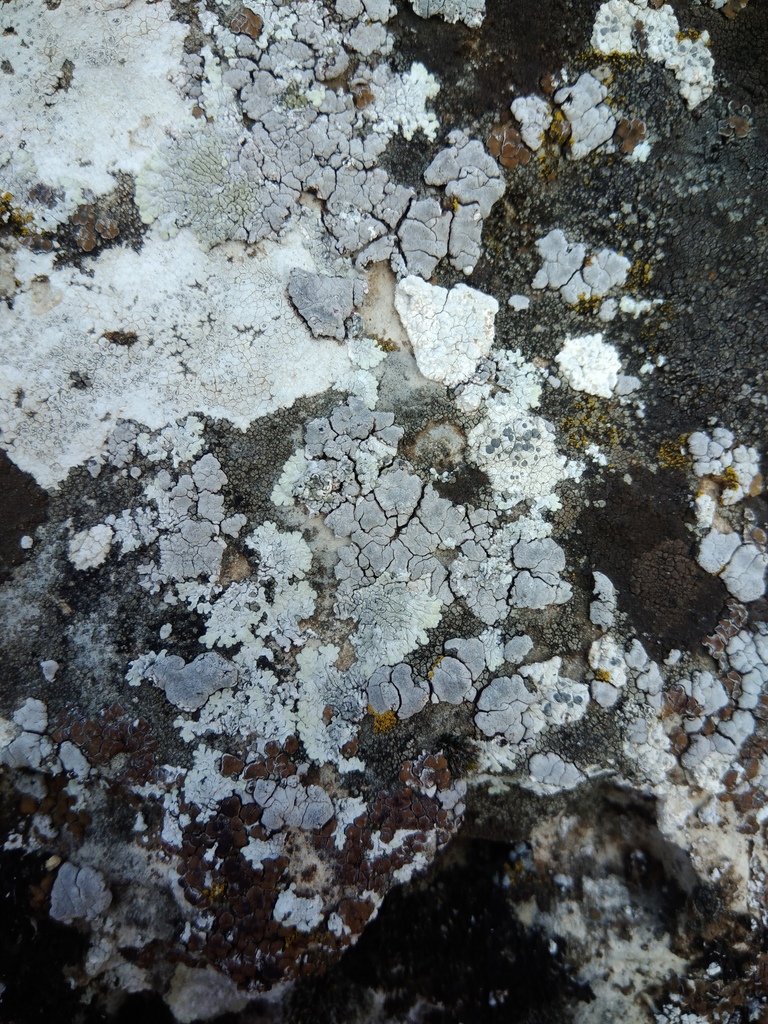 Placocarpus