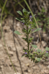 Clinopodium graveolens