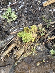 Heracleum sosnowskyi