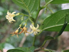 Alangium villosum