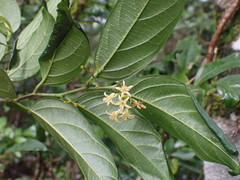Alangium villosum