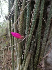 Aporocactus flagelliformis