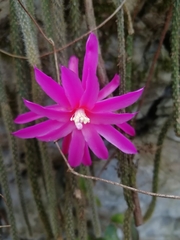 Aporocactus flagelliformis