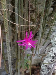 Aporocactus flagelliformis