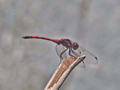 Trithemis lilacina