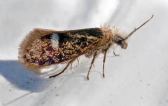 Eriocrania unimaculella