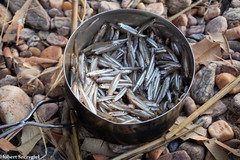 Lake Tanganyika Sprat photo 1