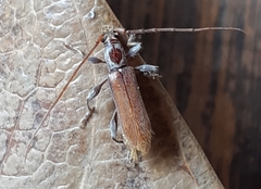 Ceresium zeylanicum