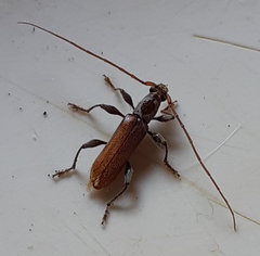 Ceresium zeylanicum
