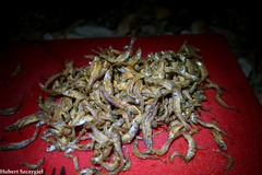 Lake Tanganyika Sprat photo 2