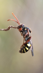 Nomada marshamella