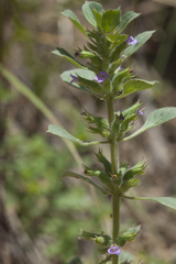 Clinopodium graveolens