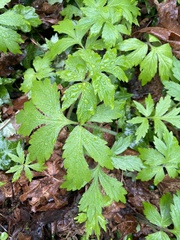 Hydrophyllum tenuipes