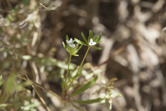 Asperula setosa