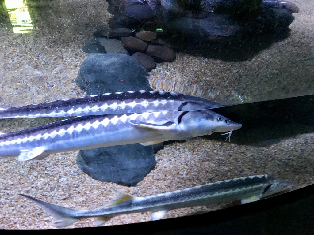 Russian Sturgeon