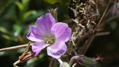 Geranium santanderiense