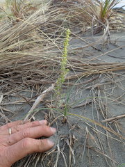 Ozothamnus leptophyllus