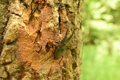 Prosopocoilus inclinatus inclinatus