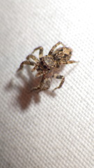 Mexigonus morosus