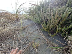 Ozothamnus leptophyllus