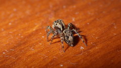 Mexigonus morosus