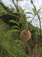 Tenodera superstitiosa