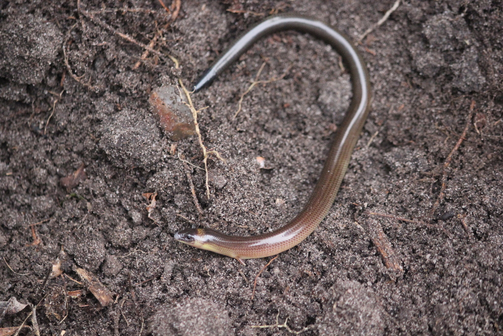 Three-Clawed Worm-Skink