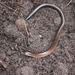 Three-clawed Worm-Skink - Photo (c) kerry peters, some rights reserved (CC BY-NC), uploaded by kerry peters